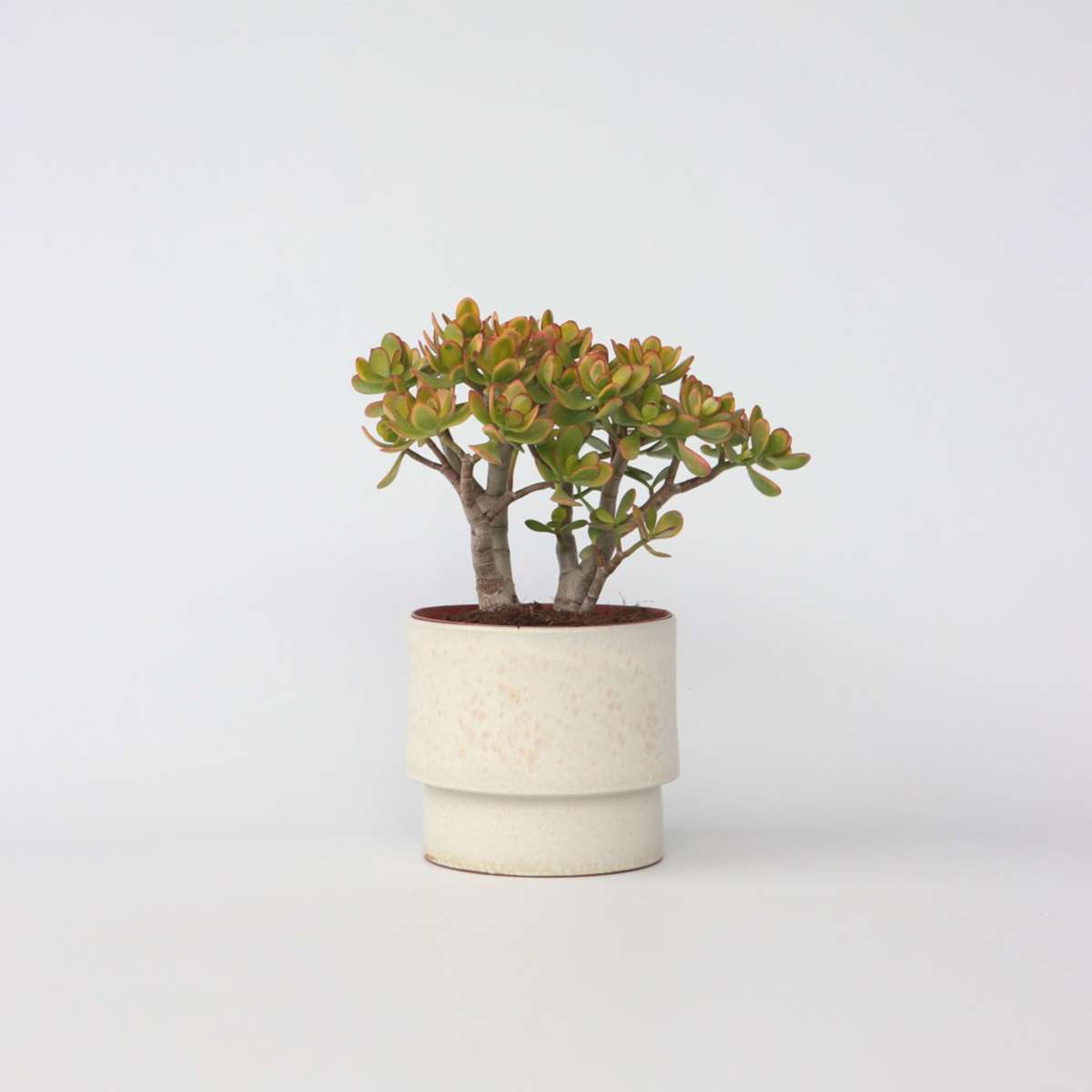 Florastore Paradisträd - Crassula Ovata 'Sunset' - Höjd 45-50Cm - ⌀23Cm