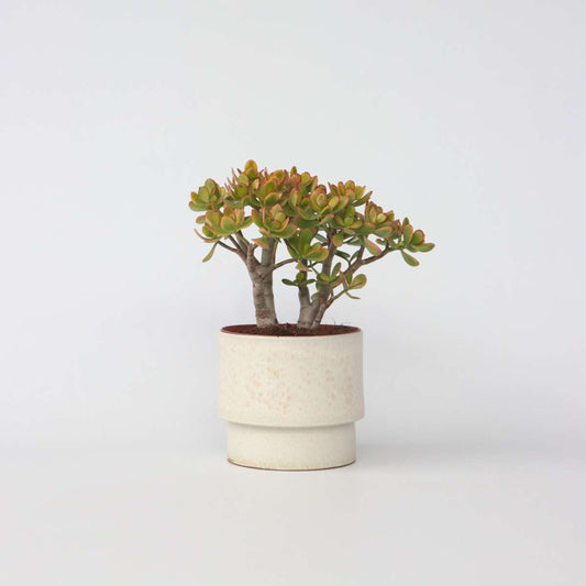 Florastore Paradisträd - Crassula Ovata 'Sunset' - Höjd 45-50Cm - ⌀23Cm