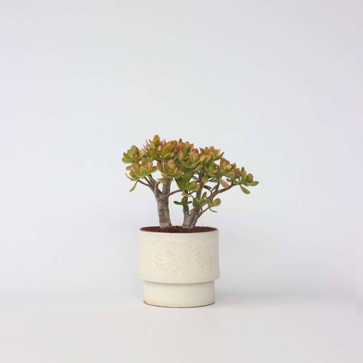 Florastore Paradisträd - Crassula Ovata 'Sunset' - Höjd 30-35Cm - ⌀17Cm