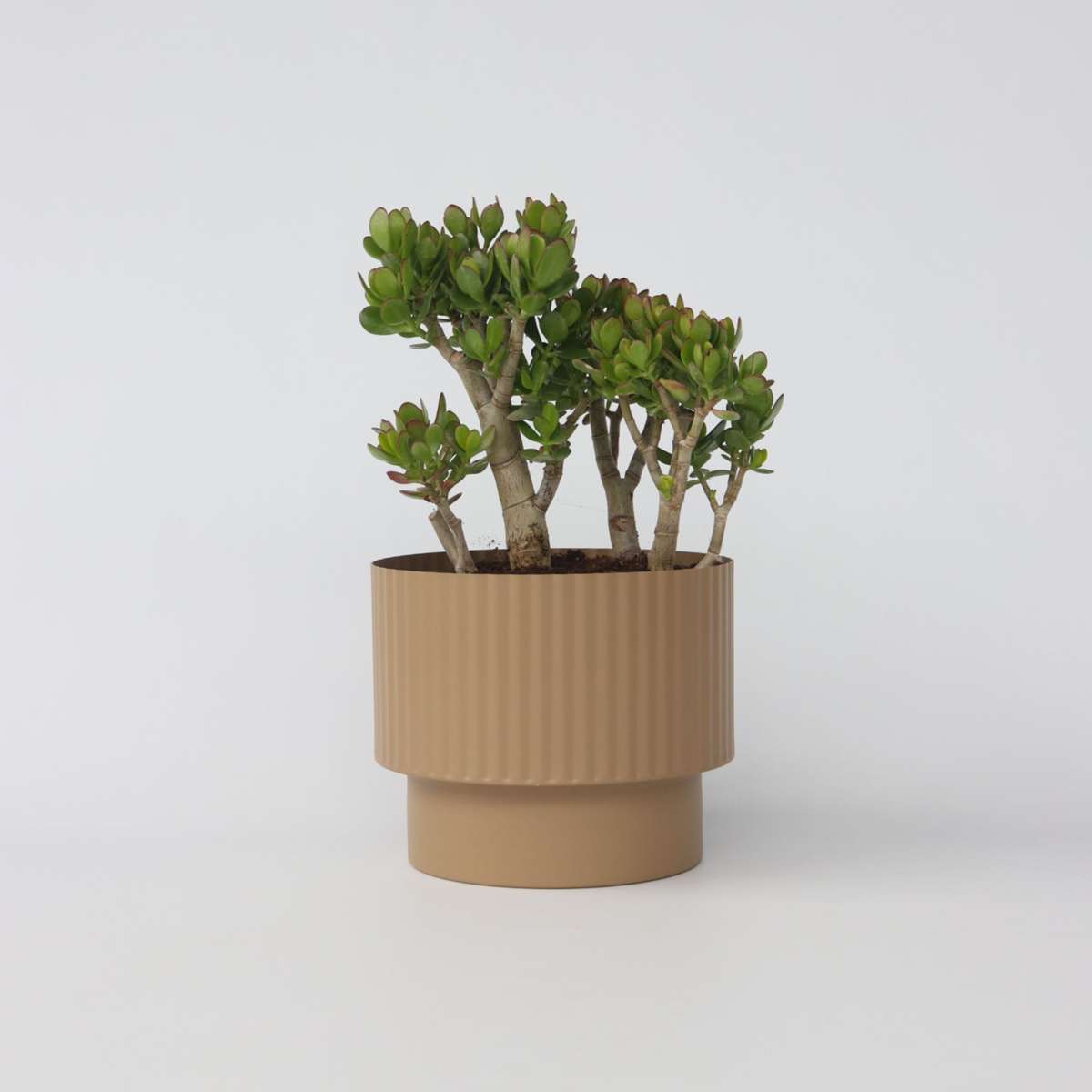 Florastore Paradisträd - Crassula Ovata 'Minor' - Höjd 60-65Cm - ⌀30Cm