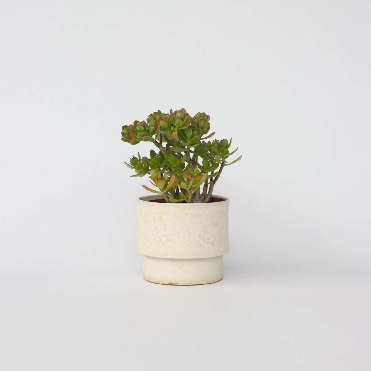Florastore Paradisträd - Crassula Ovata 'Minor' - Höjd 45-50Cm - ⌀23Cm