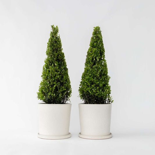 Florastore Japansk Järnek - Set Om 2 - Ilex Crenata 'Jenny' - Höjd 55-65Cm - ⌀21Cm