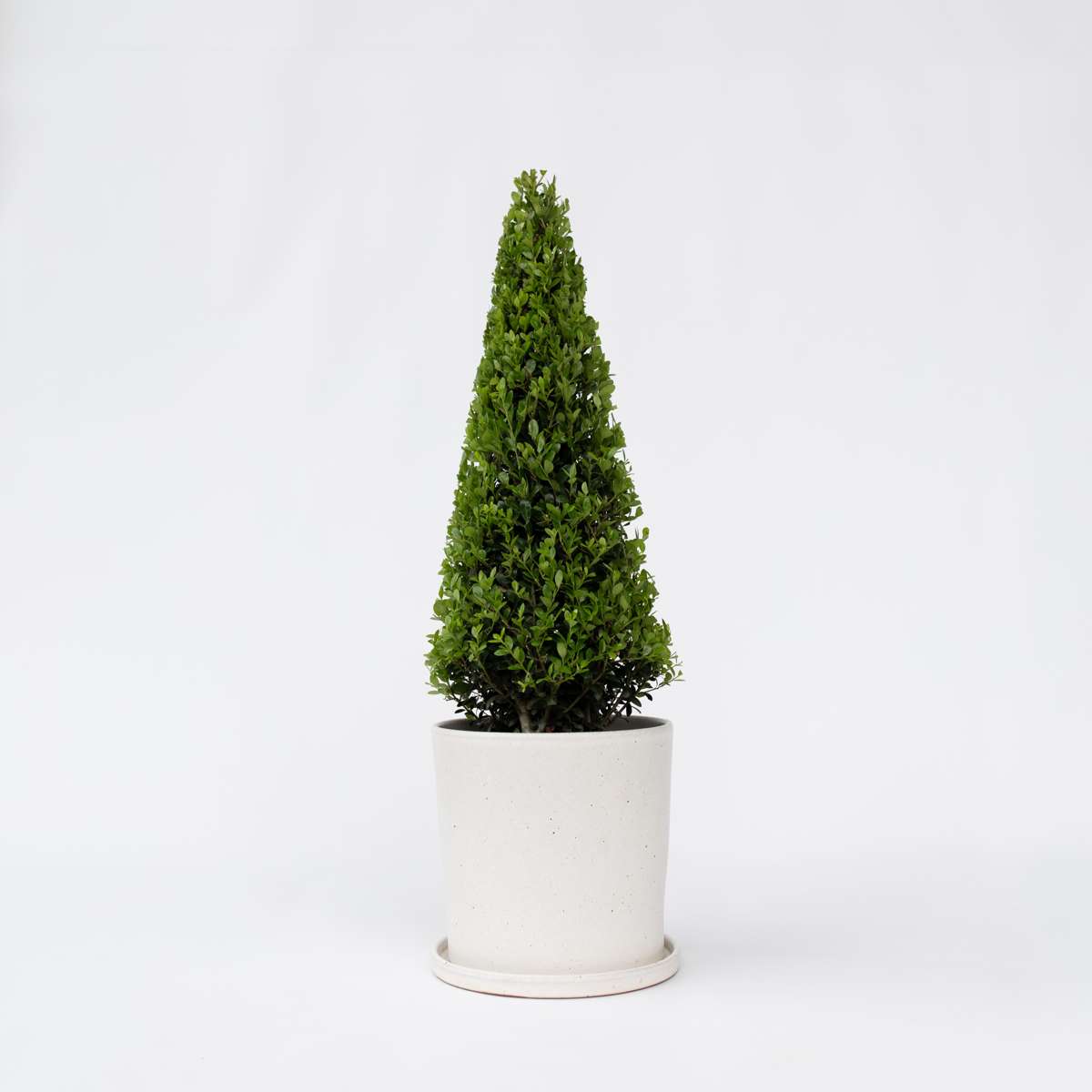 Florastore Japansk Järnek - Ilex Crenata 'Jenny' - Höjd 55-65Cm - ⌀21Cm