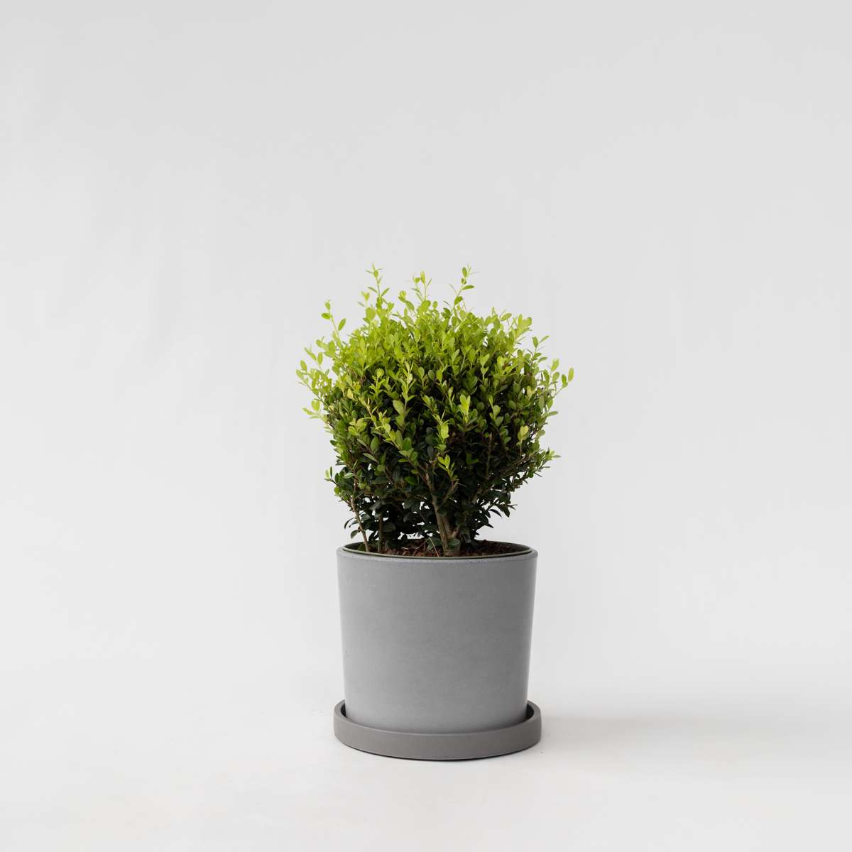 Florastore Japansk Järnek - Ilex Crenata 'Jenny' - Höjd 30-40Cm - ⌀17Cm