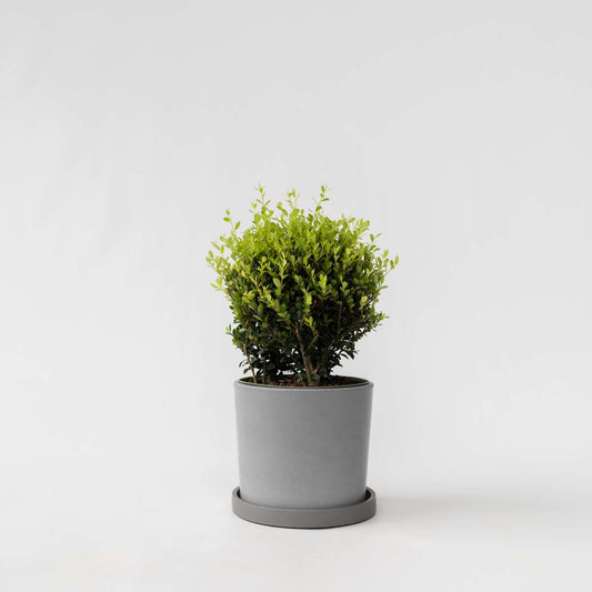 Florastore Japansk Järnek - Ilex Crenata 'Jenny' - Höjd 30-40Cm - ⌀17Cm