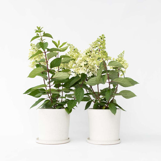 Florastore Hortensia - Set Om 2 - Hydrangea Paniculata 'Candlelight' - Höjd 25-40Cm - ⌀19Cm