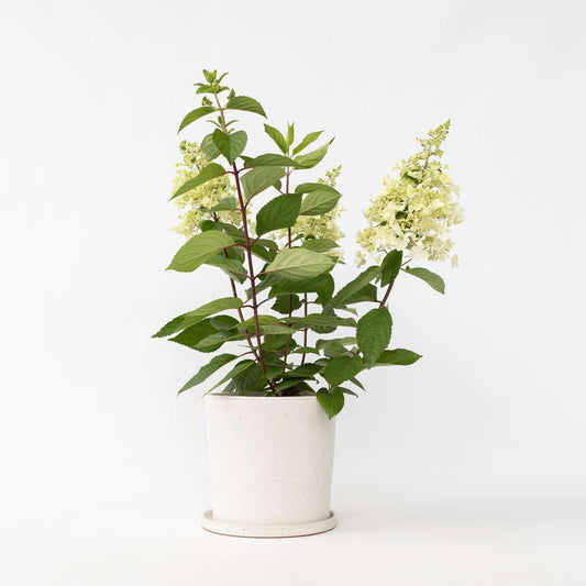 Florastore Hortensia - Hydrangea Paniculata 'Candlelight' - Höjd 25-40Cm - ⌀19Cm