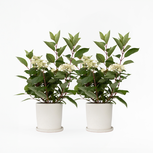 Florastore Hortensia - Set Om 2 - Hydrangea Paniculata 'Early Harry' - Höjd 25-40Cm - ⌀19Cm