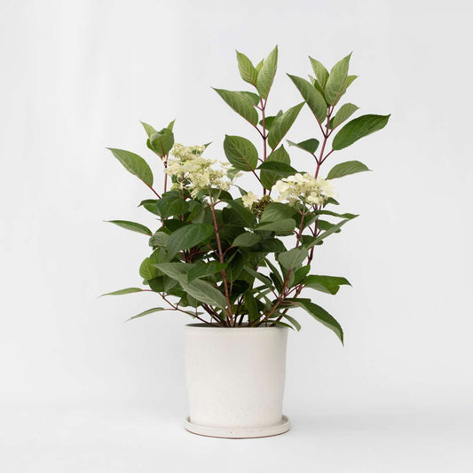 Florastore Hortensia - Hydrangea Paniculata 'Early Harry' - Höjd 25-40Cm - ⌀19Cm
