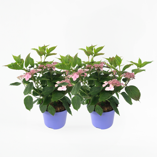Florastore Hortensia - Set Om 2 - Hydrangea Serrata 'Magic Pillow' - Höjd 25-40Cm - ⌀19Cm