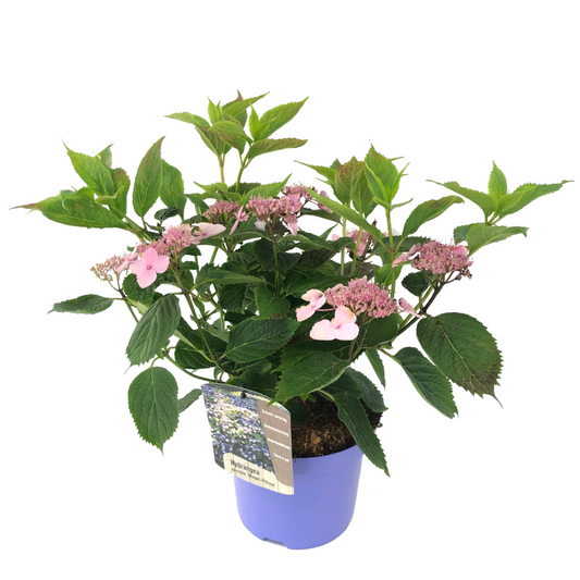 Florastore Hortensia - Hydrangea Serrata 'Magic Pillow' - Höjd 25-40Cm - ⌀19Cm