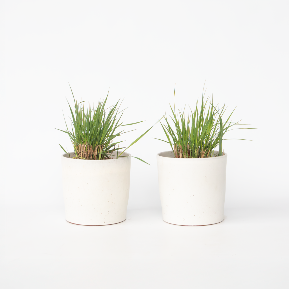 Florastore Jungfruhirs - Set Om 2 - Panicum Virgatum 'Heavy Metal' - Höjd 40-60Cm - ⌀23Cm