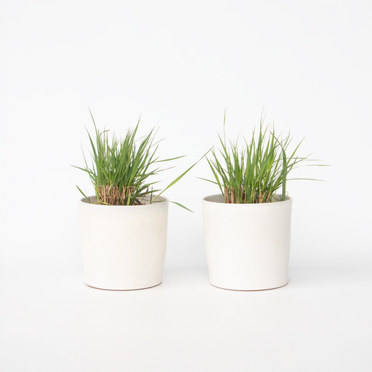 Florastore Jungfruhirs - Set Om 2 - Panicum Virgatum 'Heavy Metal' - Höjd 40-60Cm - ⌀23Cm