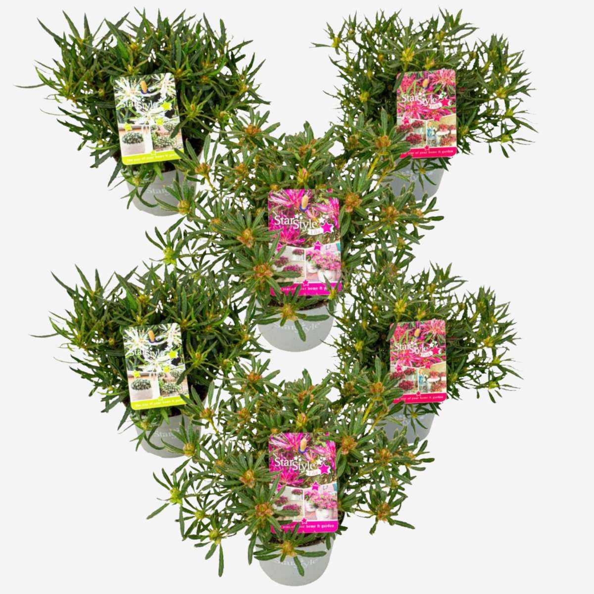 Rhododendron Azaleor - Set Om 6 - Rhododendron Azalea 'Starstyle' - Höjd 25-35Cm - ⌀10,5Cm