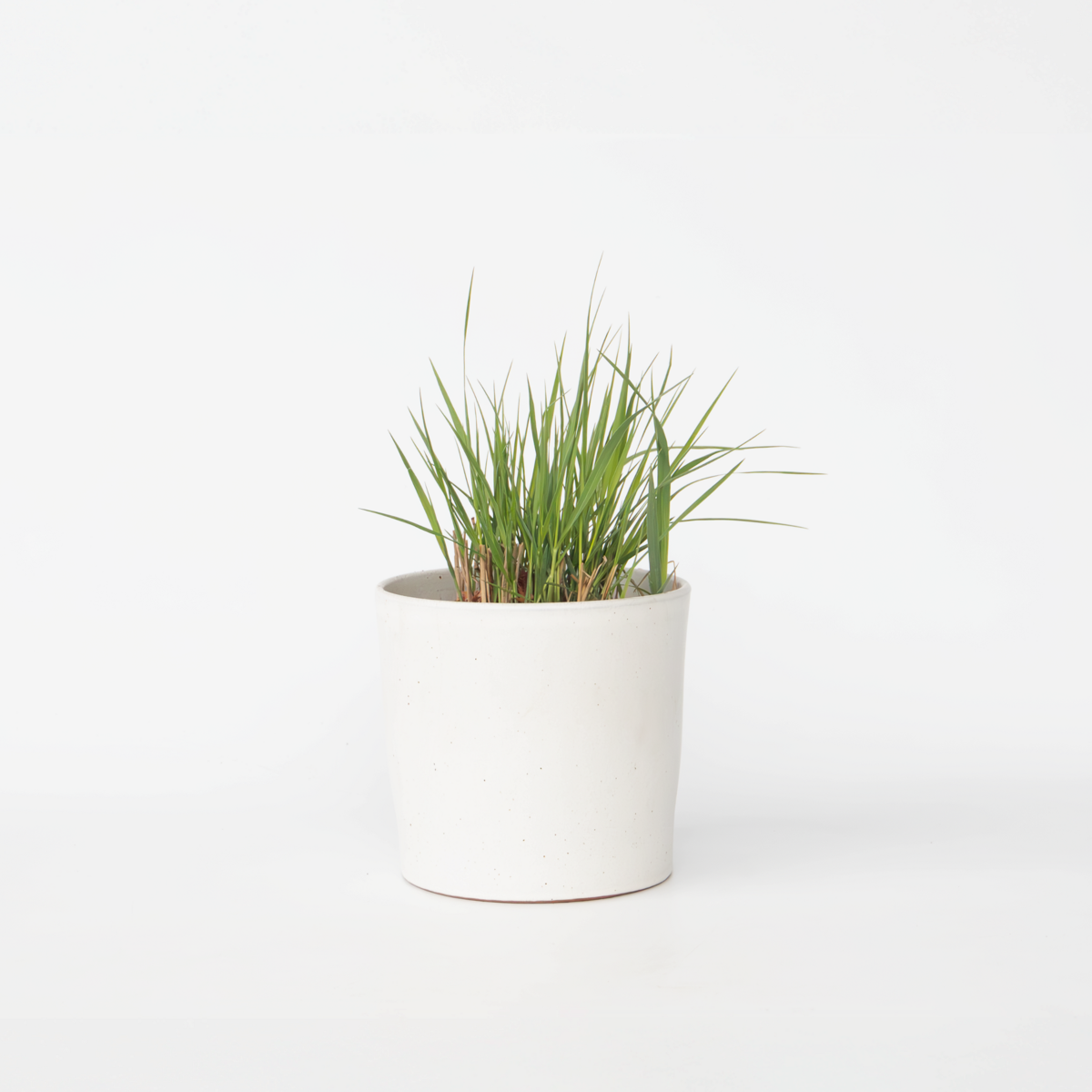 Florastore Jungfruhirs - Panicum Virgatum 'Heavy Metal' - Höjd 40-60Cm - ⌀23Cm