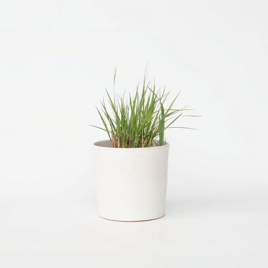 Florastore Jungfruhirs - Panicum Virgatum 'Heavy Metal' - Höjd 40-60Cm - ⌀23Cm