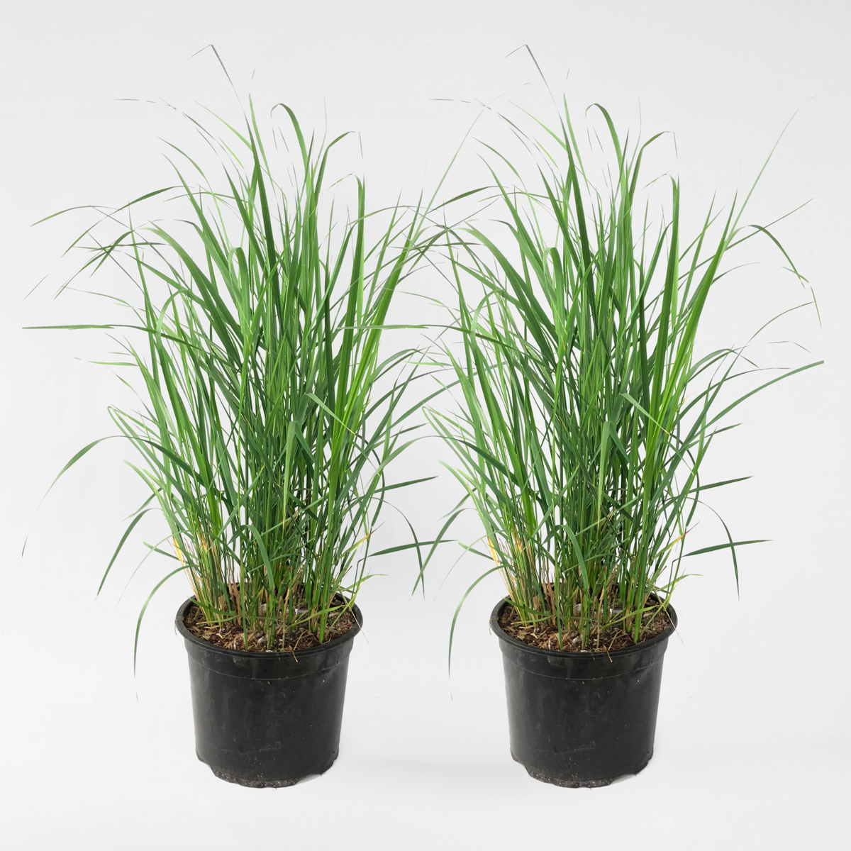 Florastore Rörgräs - Set Om 2 - Calamagrostis 'Karl Foerster' - Höjd 40-60Cm - ⌀23Cm