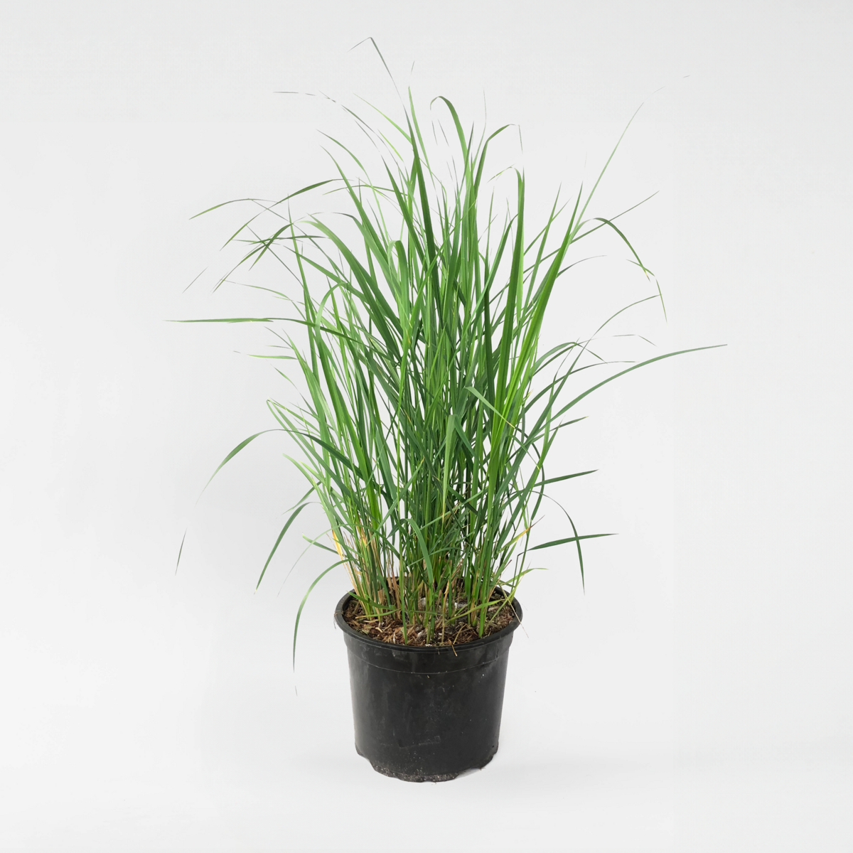 Florastore Rörgräs - Calamagrostis 'Karl Foerster' - Höjd 40-60Cm - ⌀23Cm