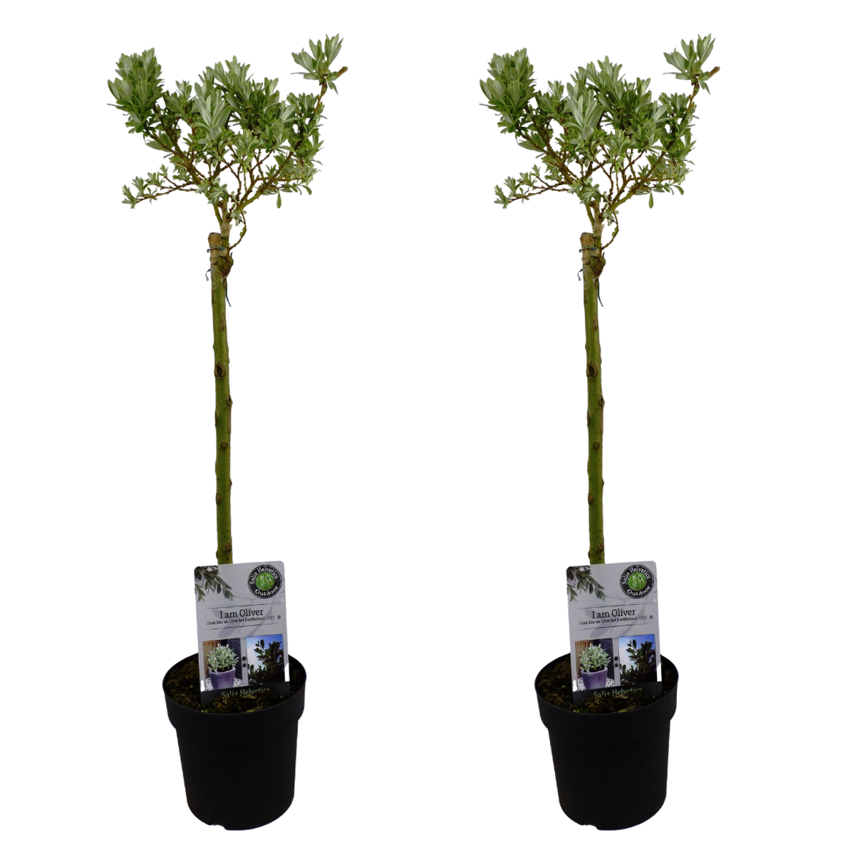 Florastore Japansk Dvärgpil - Set Om 2 - Salix Helvetica - Höjd 80-90Cm - ⌀19Cm