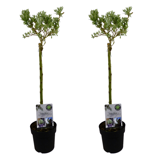 Florastore Japansk Dvärgpil - Set Om 2 - Salix Helvetica - Höjd 80-90Cm - ⌀19Cm