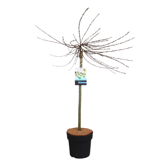 Florastore Japansk Dvärgpil - Salix Repens 'Iona' - Höjd 80-90Cm - ⌀19Cm