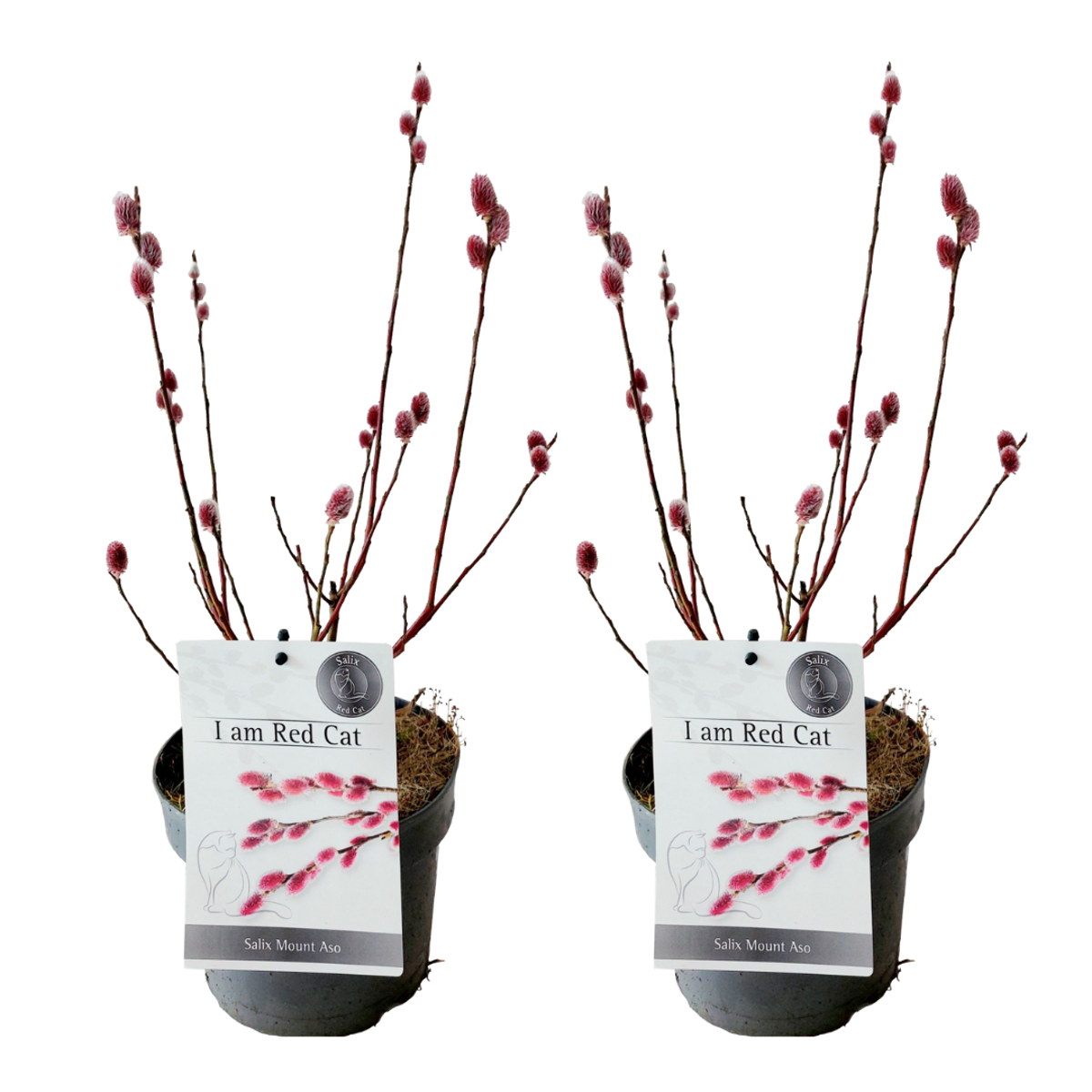 Florastore Japansk Dvärgpil - Set Om 2 - Salix 'Mount Aso' - Höjd 40-50Cm - ⌀17Cm