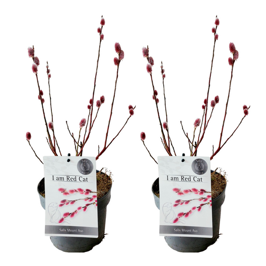Florastore Japansk Dvärgpil - Set Om 2 - Salix 'Mount Aso' - Höjd 40-50Cm - ⌀17Cm