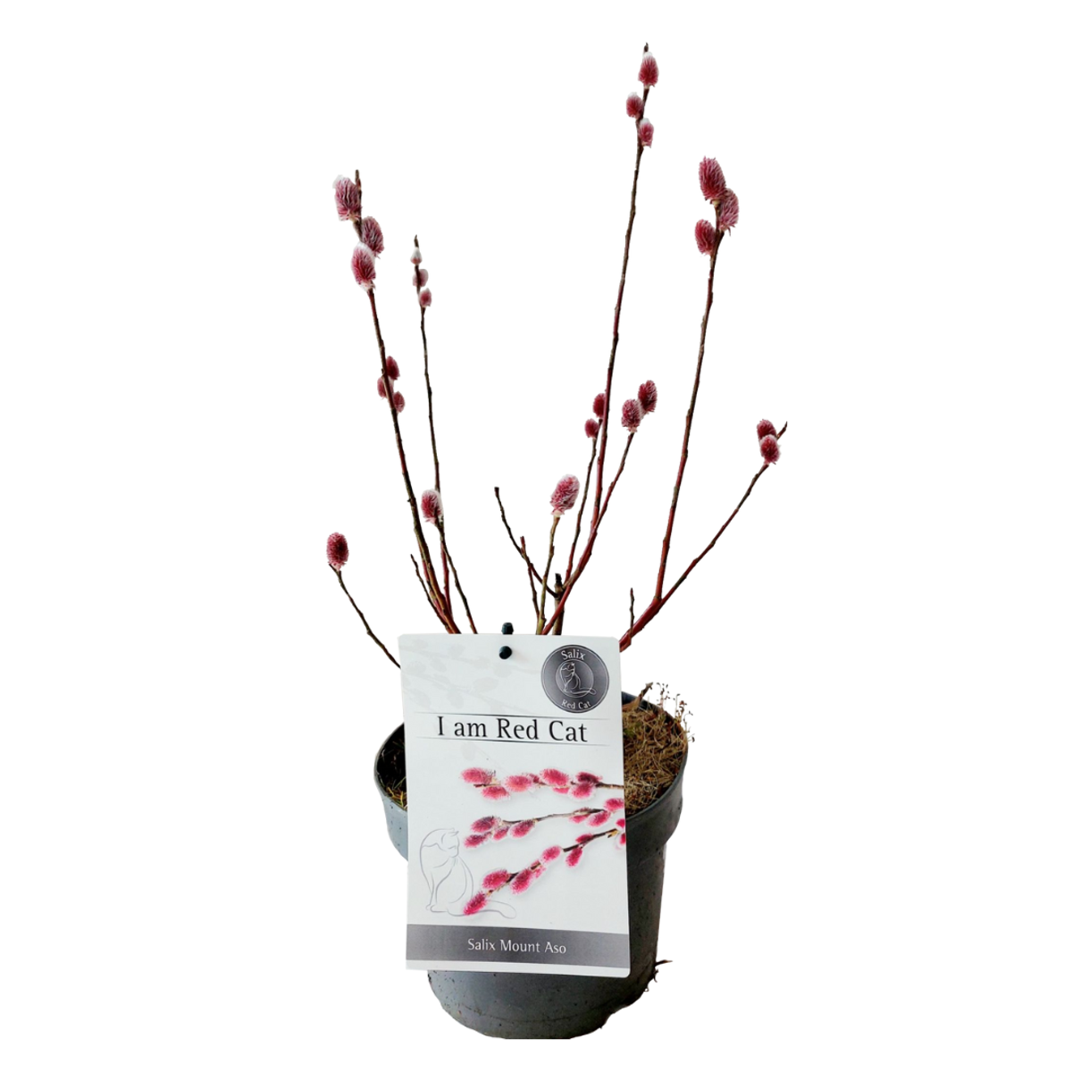 Florastore Japansk Dvärgpil - Salix Gracilistyla 'Mount Aso' - Höjd 40-50Cm - ⌀17Cm