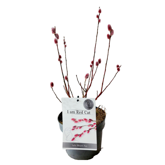 Florastore Japansk Dvärgpil - Salix Gracilistyla 'Mount Aso' - Höjd 40-50Cm - ⌀17Cm