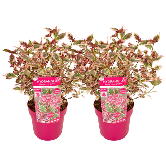 Florastore Hortensia - Set Om 2 - Hydrangea Serrata 'Euphorbia Pink' - Höjd 40-50Cm - ⌀19Cm