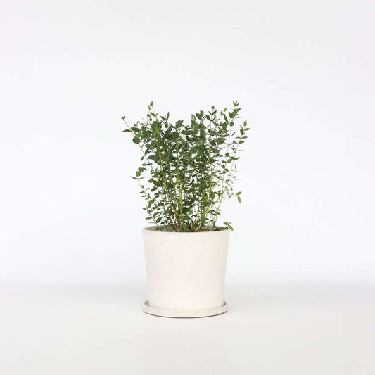 Florastore Eukalyptus - Eucalyptus Parvifolia 'Oliva' - Höjd 40-50Cm - ⌀19Cm