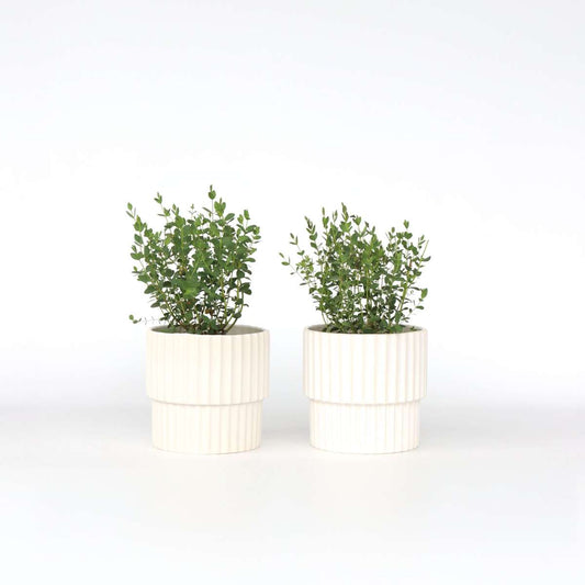 Florastore Eukalyptus - Set Om 2 - Eucalyptus Parvifolia 'Oliva' - Höjd 35-45Cm - ⌀15Cm