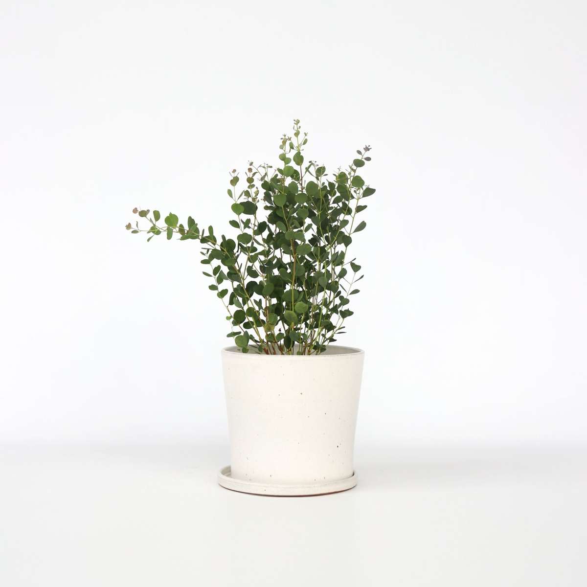 Florastore Eukalyptus - Eucalyptus Websteriana 'Botanic Hearts' - Höjd 40-50Cm - ⌀15Cm