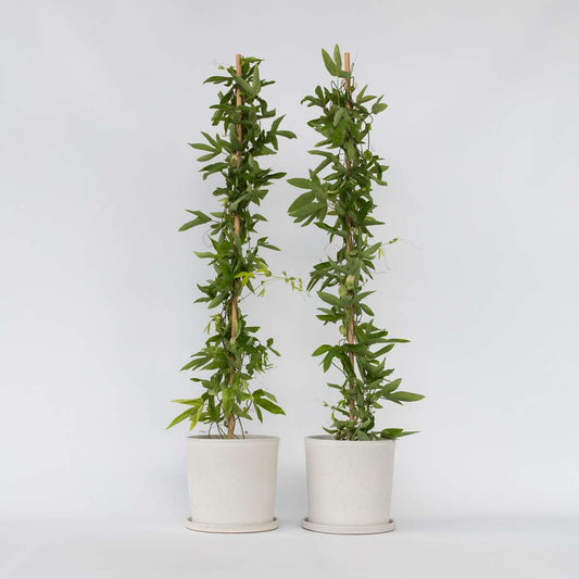 Florastore Passionsblomma - Set Om 2 - Passiflora 'Victoria' - Höjd 110-120Cm - ⌀17Cm