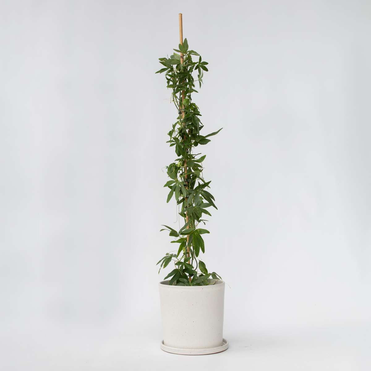 Florastore Passionsblomma - Passiflora Caerulea Constance Elliott - Höjd 110-120Cm - ⌀17Cm