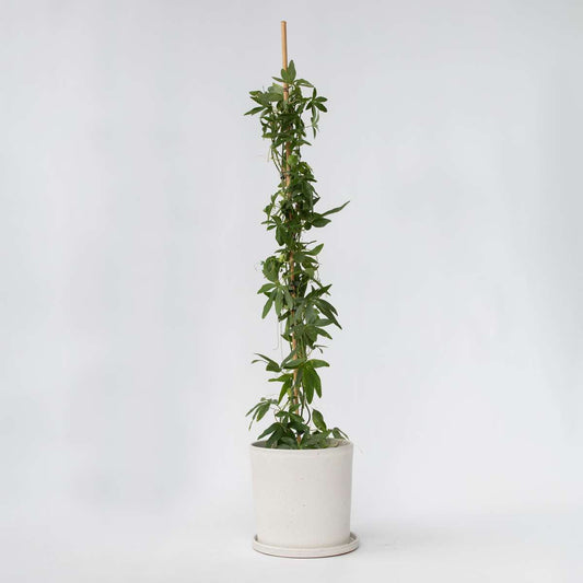 Florastore Passionsblomma - Passiflora Caerulea Constance Elliott - Höjd 110-120Cm - ⌀17Cm