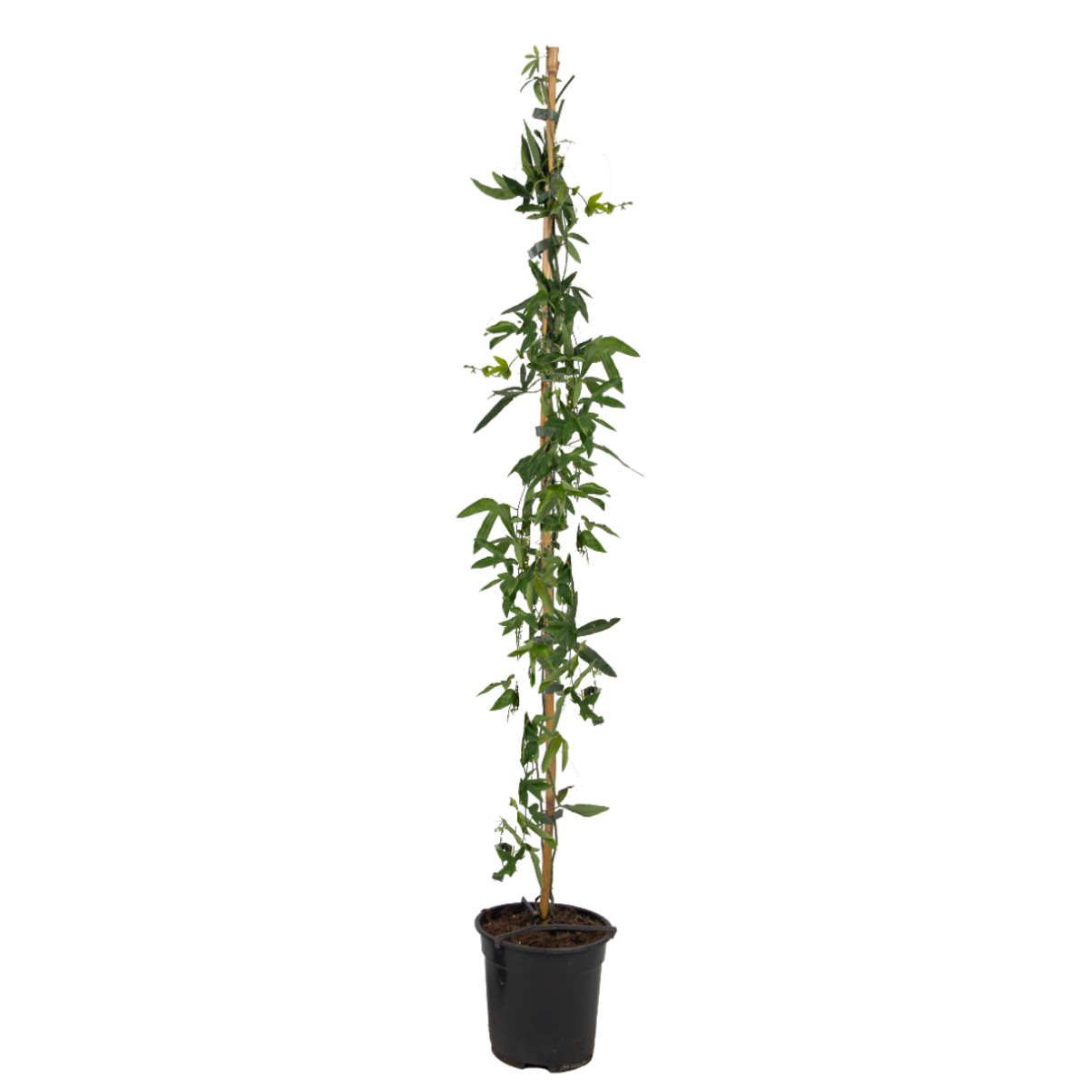 Florastore Passionsblomma - Passiflora Caerulea - Höjd 110-120Cm - ⌀17Cm