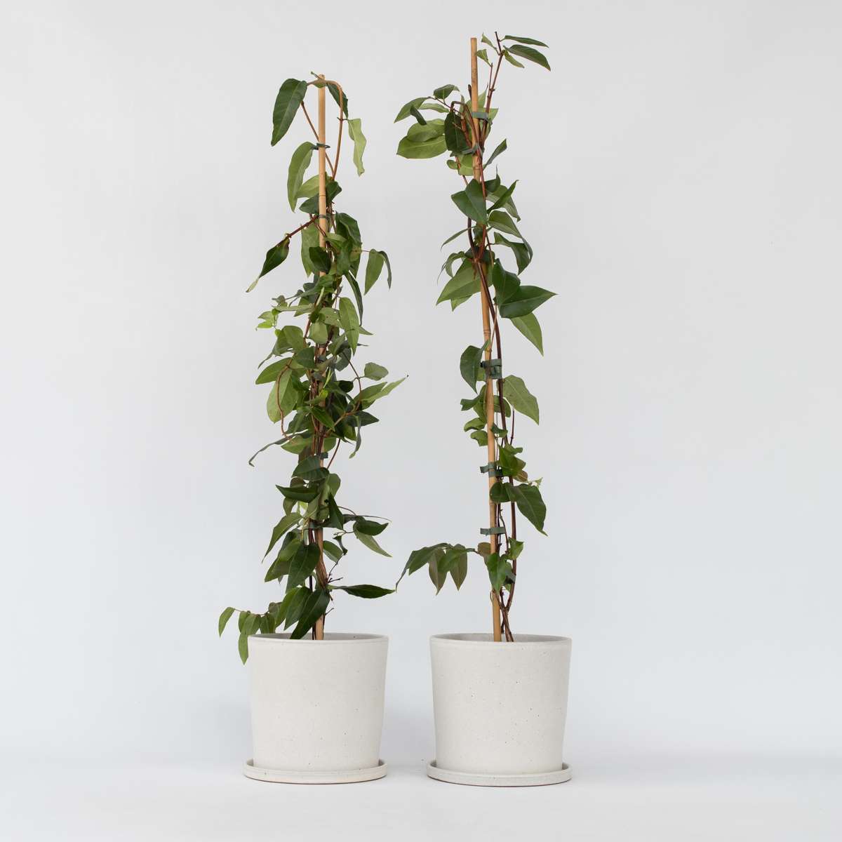 Florastore Kaprifol - Set Om 2 - Lonicera Henryi 'Copper Beauty' - Höjd 110-120Cm - ⌀17Cm