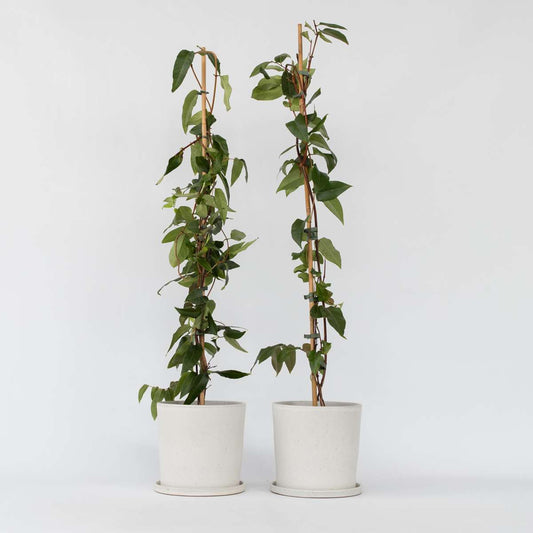 Florastore Kaprifol - Set Om 2 - Lonicera Henryi 'Copper Beauty' - Höjd 110-120Cm - ⌀17Cm