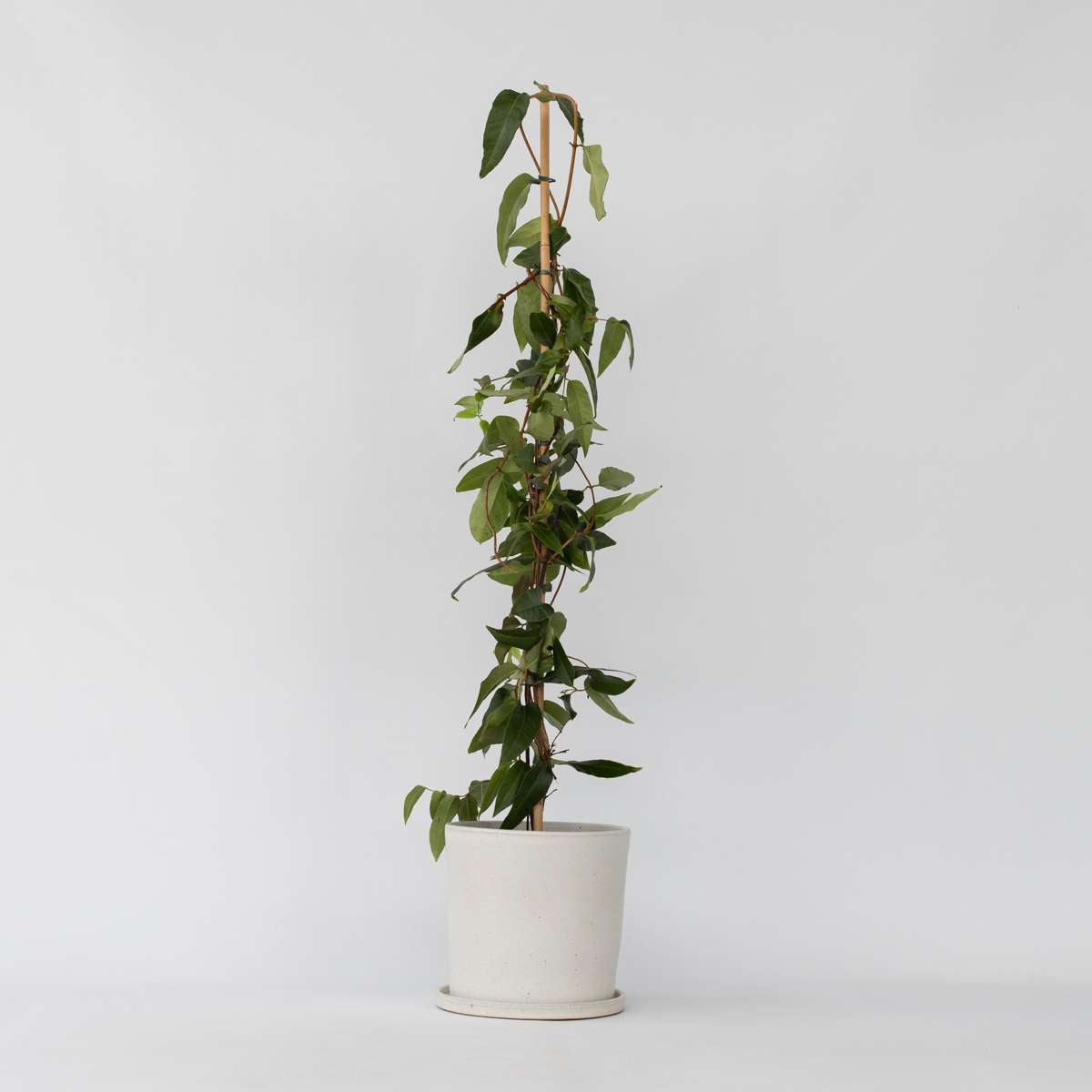 Florastore Kaprifol - Lonicera Henryi 'Copper Beauty' - Höjd 110-120Cm - ⌀17Cm