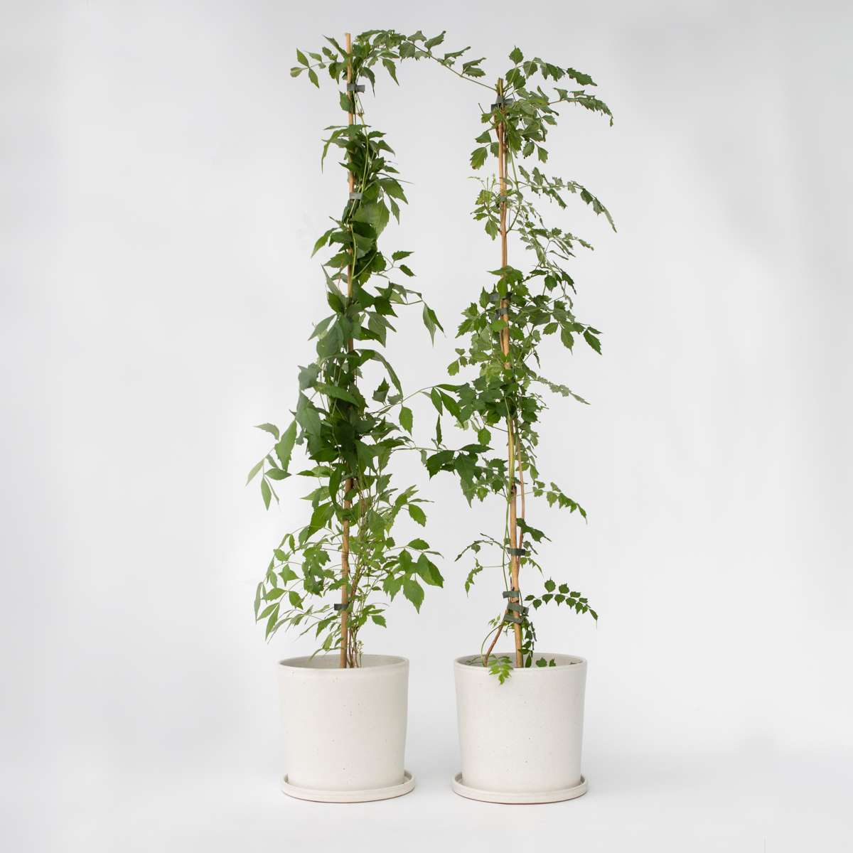 Florastore Trumpetvinda - Set Om 2 - Campis Radicans 'Flava' - Höjd 110-120Cm - ⌀17Cm