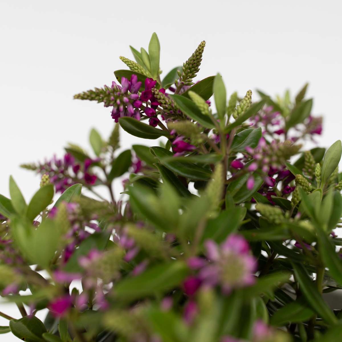 Hebe Veronikas - Set Om 6 - Hebe All Blooms - Höjd 30-35Cm - ⌀13Cm