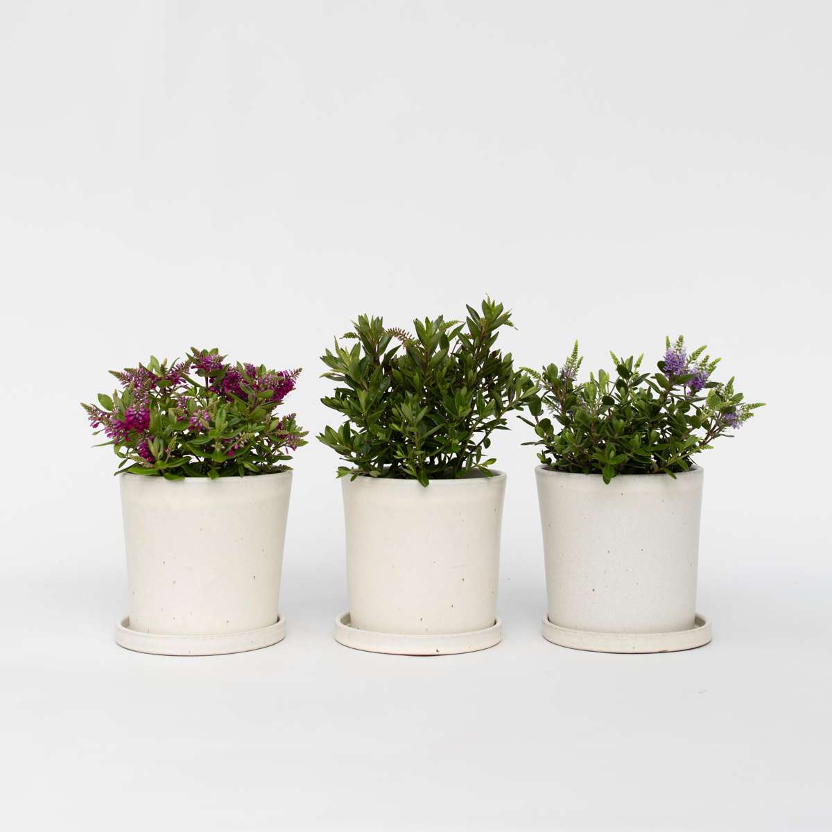 Florastore Veronikas - Set Om 3 - Hebe All Blooms - Höjd 30-35Cm - ⌀13Cm