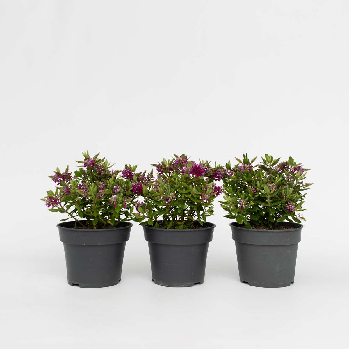 Hebe Veronikas - Set Om 3 - Hebe All Blooms 'Samona' - Höjd 30-35Cm - ⌀13Cm