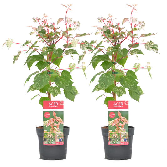 Florastore Japansk Lönn - Set Om 2 - Acer Conspicuum 'Red Flamingo' - Höjd 50-60Cm - ⌀19Cm