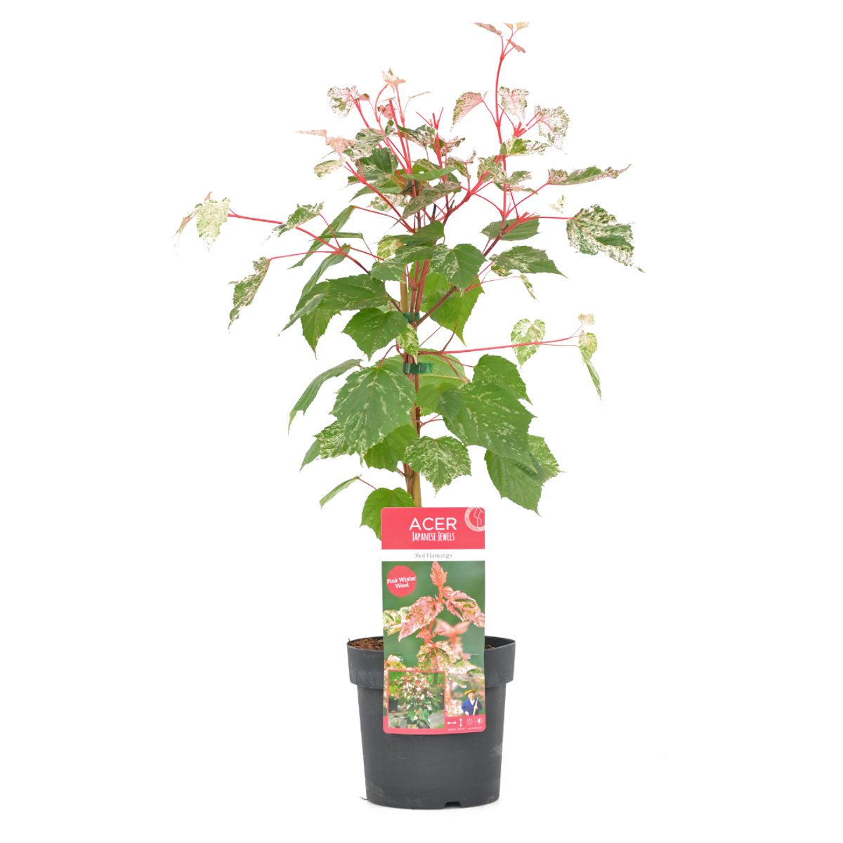 Florastore Japansk Lönn - Acer Conspicuum 'Red Flamingo' - Höjd 50-60Cm - ⌀19Cm