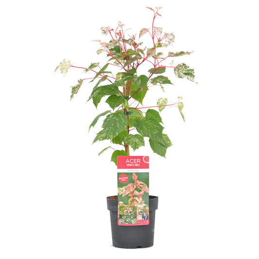Florastore Japansk Lönn - Acer Conspicuum 'Red Flamingo' - Höjd 50-60Cm - ⌀19Cm