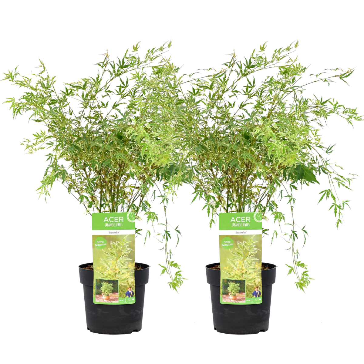 Florastore Japansk Lönn - Set Om 2 - Acer Palmatum 'Butterfly' - Höjd 50-60Cm - ⌀19Cm
