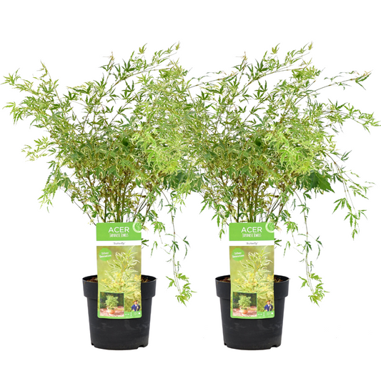 Florastore Japansk Lönn - Set Om 2 - Acer Palmatum 'Butterfly' - Höjd 50-60Cm - ⌀19Cm