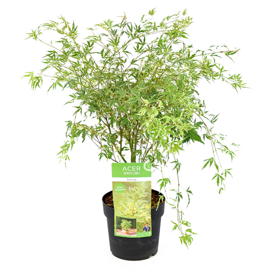Florastore Japansk Lönn - Acer Palmatum 'Butterfly' - Höjd 50-60Cm - ⌀19Cm